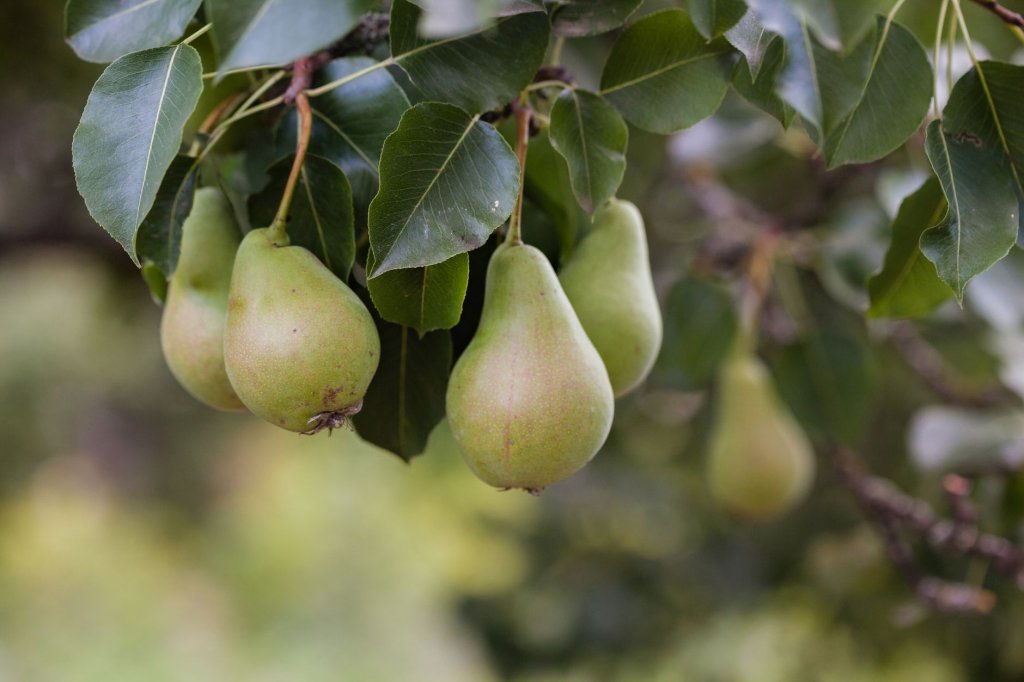 Birnbaum – Obstpflanzen im Garten