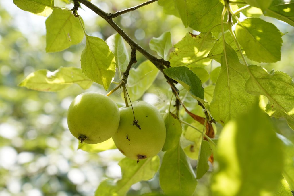 Apfelbaum – Obstpflanzen im Garten
