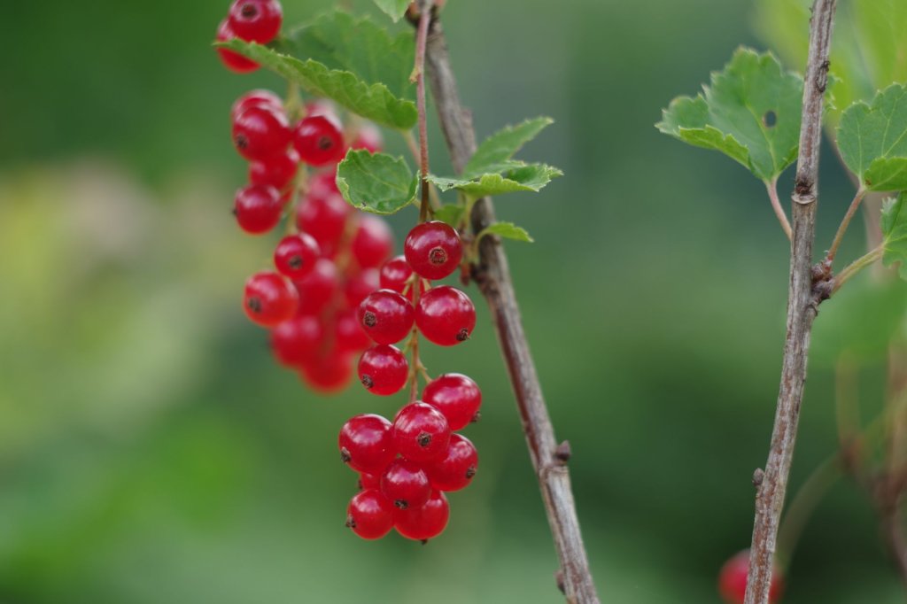 Johannisbeere – Beerenobst