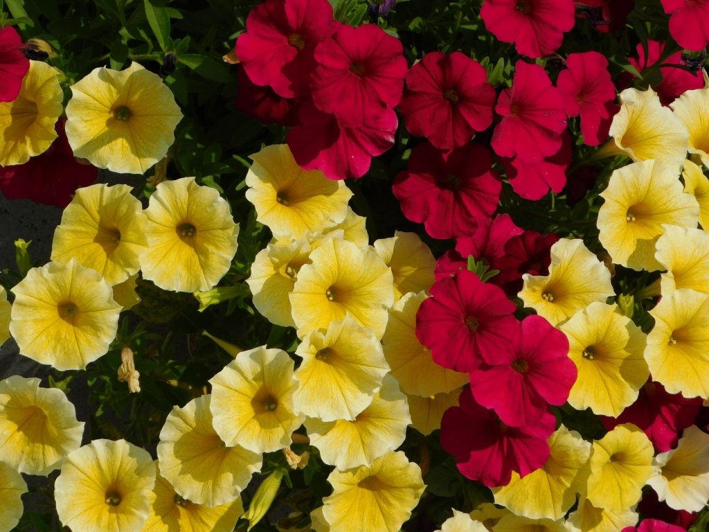Voranzucht von Sommerblumen