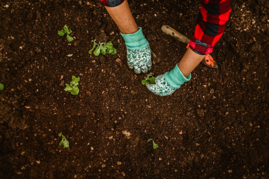 Gemüsepflanzung – Gemüseanbau im Garten