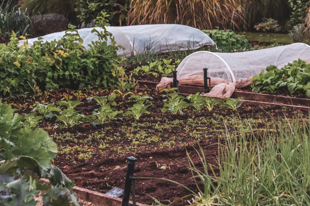 Mischkultur Gemüse – Gemüseanbau im Garten