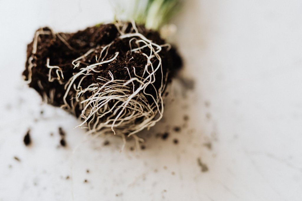 Graswurzeln – Biologie und Morphologie der Gräser