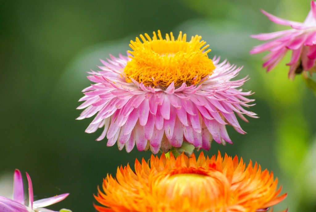 Strohblume Trocknen