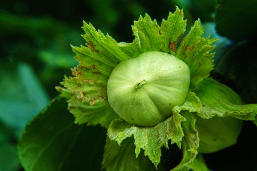Haselnuss – Kleinobst