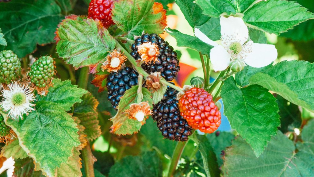 Himbeere – Beerenobst