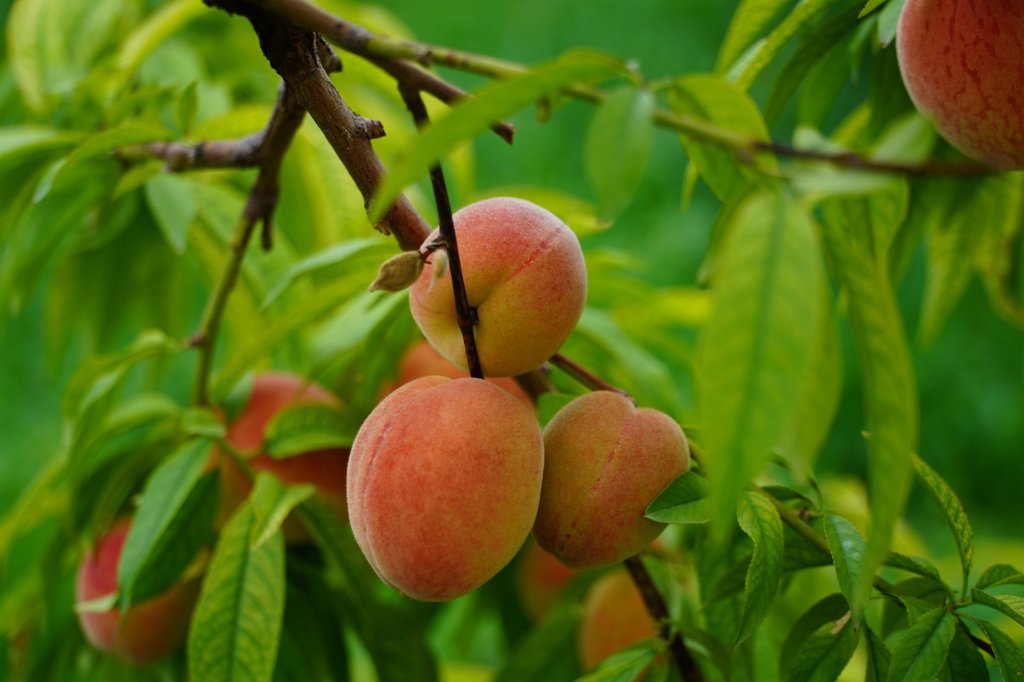 Aprikose – Obstpflanzen im Garten