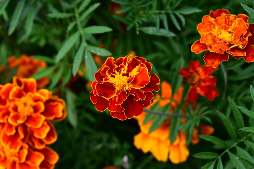 Gartenringelblume