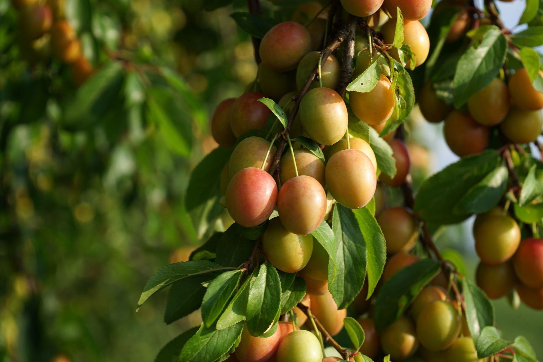 Obstpflanzen im Garten