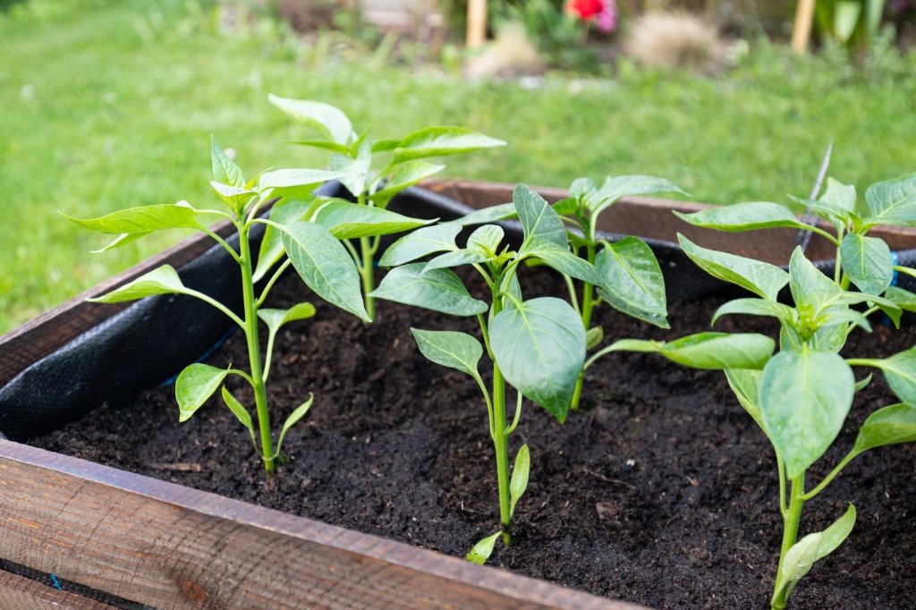 Gemüsesetzlinge in Behältern – Gemüseanbau im Garten