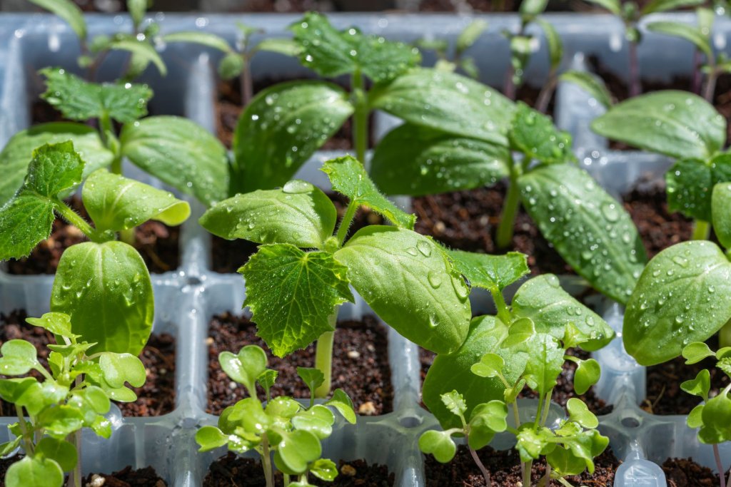 Frühbeet – Gemüseanbau im Garten