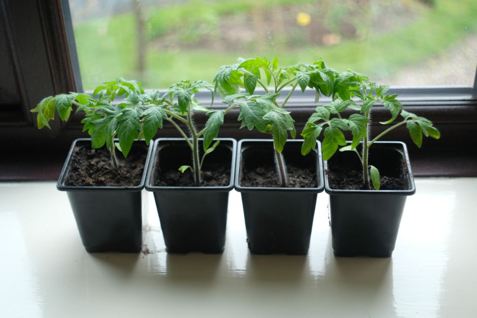 Vorgezogene Tomatenjungpflanzen auf einer Fensterbank