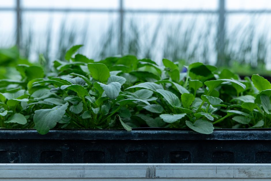 Gartengewächshaus mit vorgezogenen Jungpflanzen vor dem Auspflanzen