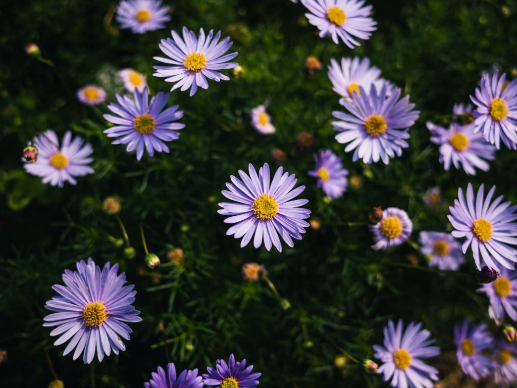 Aster einjährig