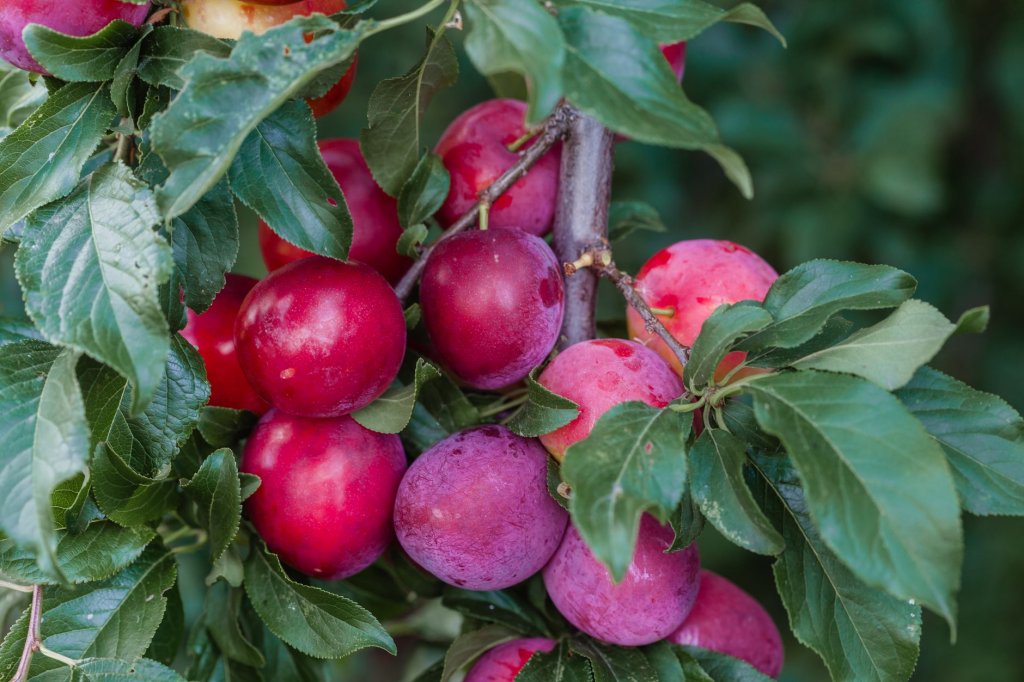Pflaume – Obstpflanzen im Garten