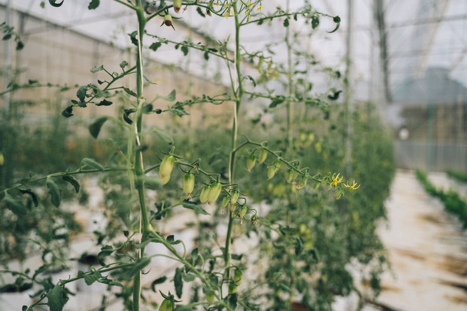 Stabtomate vor dem Gewächshaus