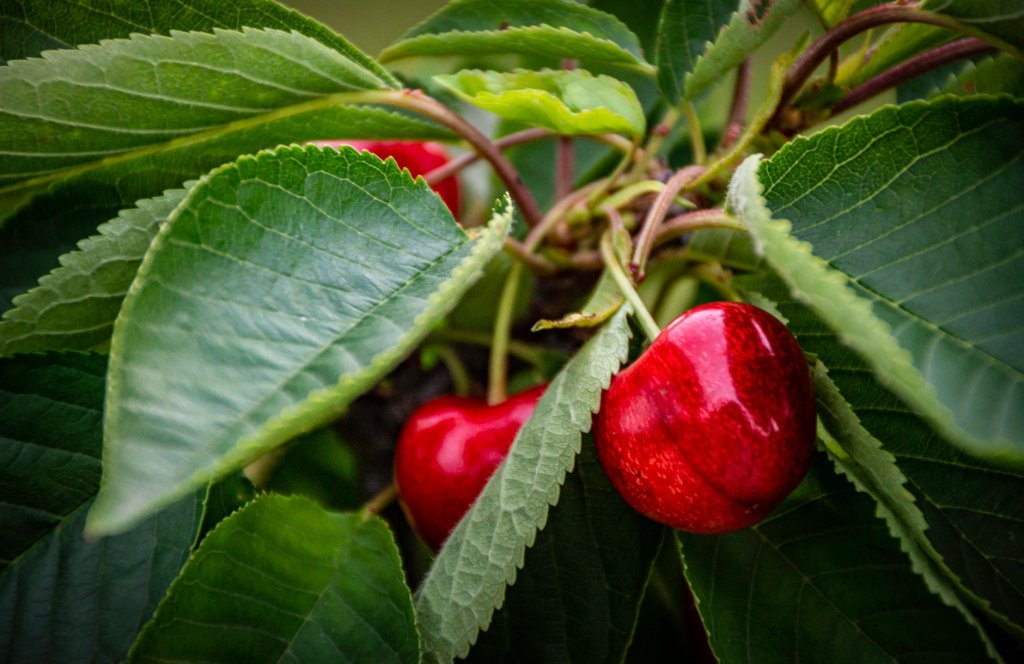Sauerkirsche – Obstpflanzen im Garten