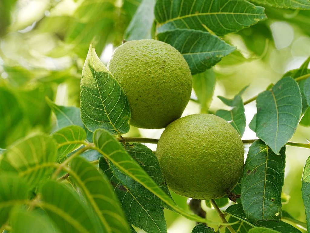 Walnuss – Obstpflanzen im Garten