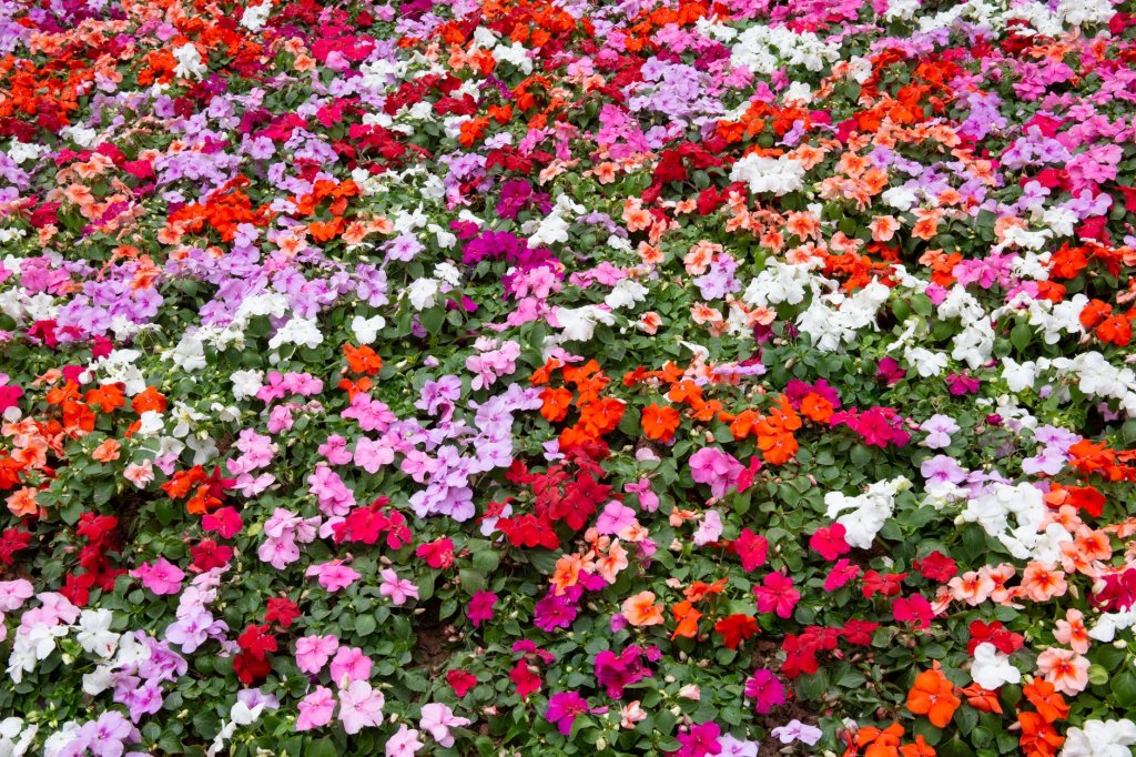 Anbau von einjährigen Blumen
