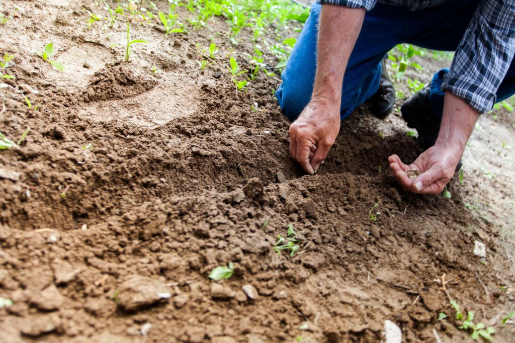 Gemüsesaatgut – Gemüseanbau im Garten