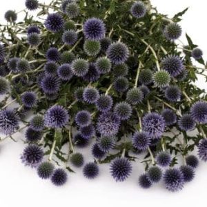 Strauß geschnittener blauvioletter Kugelköpfchen der Kugeldistel auf weißem Hintergrund