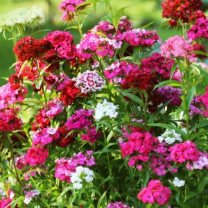 Bartnelken (Dianthus barbatus) in Rot, Pink und Weiß in einem sonnigen Beet