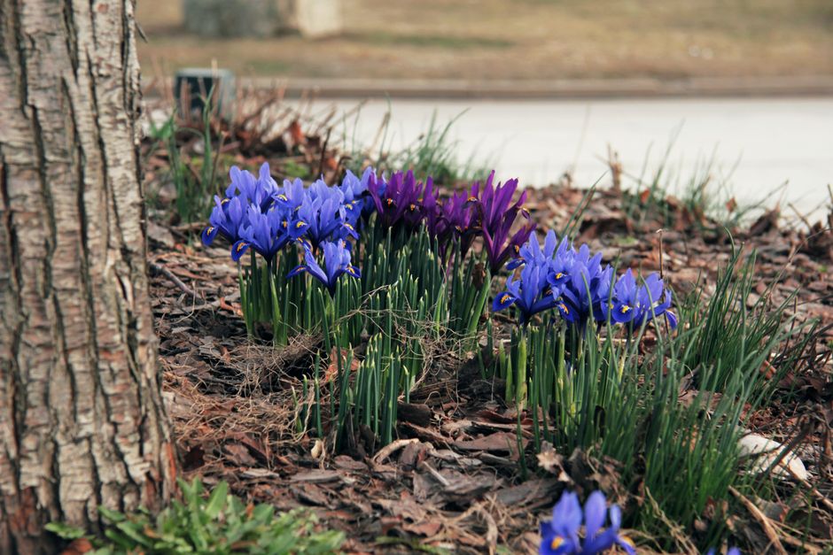 Rindenmulch in einer Zierpflanzung mit blühenden Zwiebelblumen