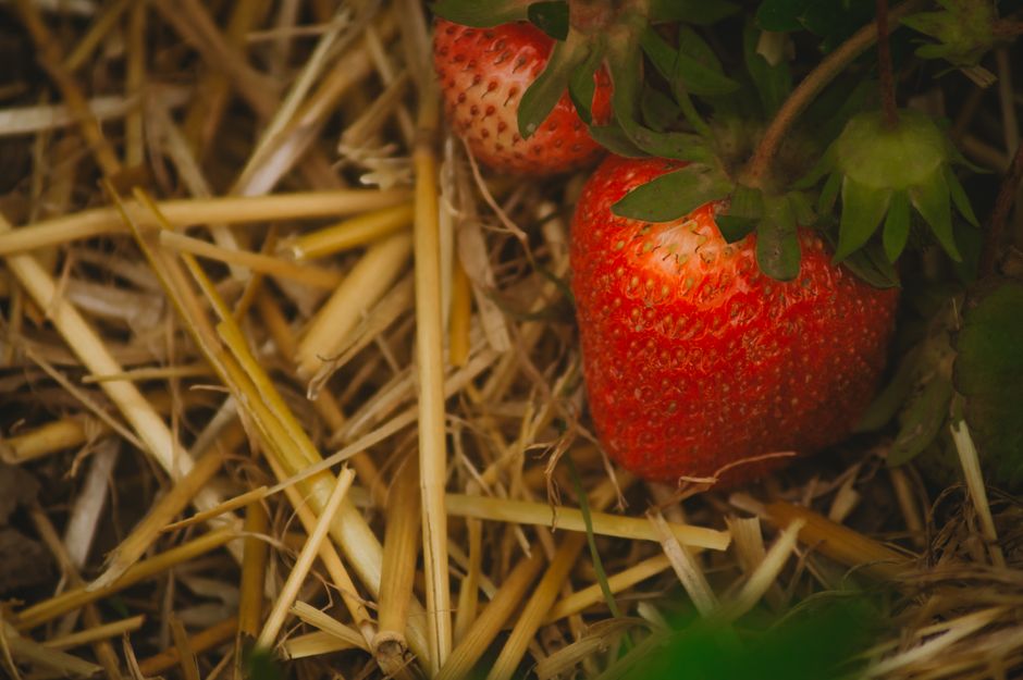 Erdbeeren auf Stroh gebettet, Erdbeeren mulchen