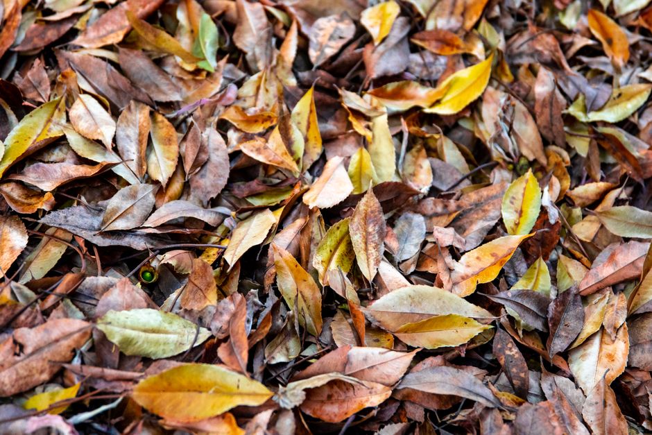 Herbstlaub als Mulch auf dem Boden