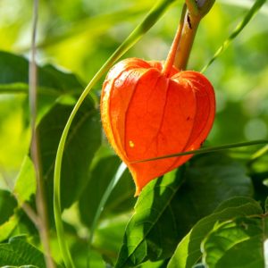 Leuchtend oranger Lampion der Lampionblume, der zwischen grünen Blättern an der Pflanze hängt