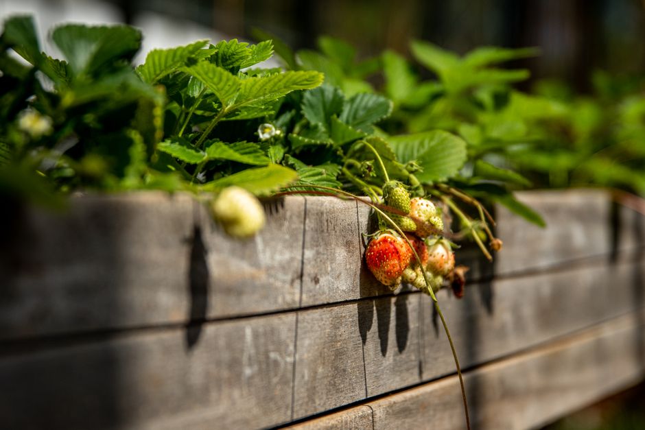Hölzerne Seitenwand eines Hochbeets mit Erdbeeren