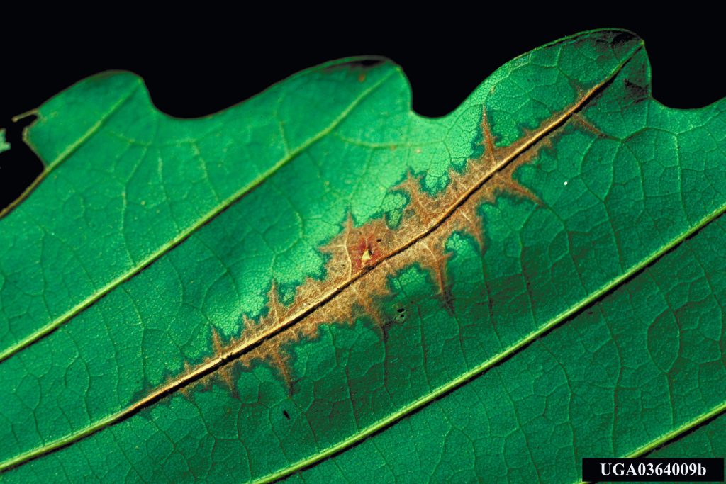 Buchen-Anthraknose am Blatt