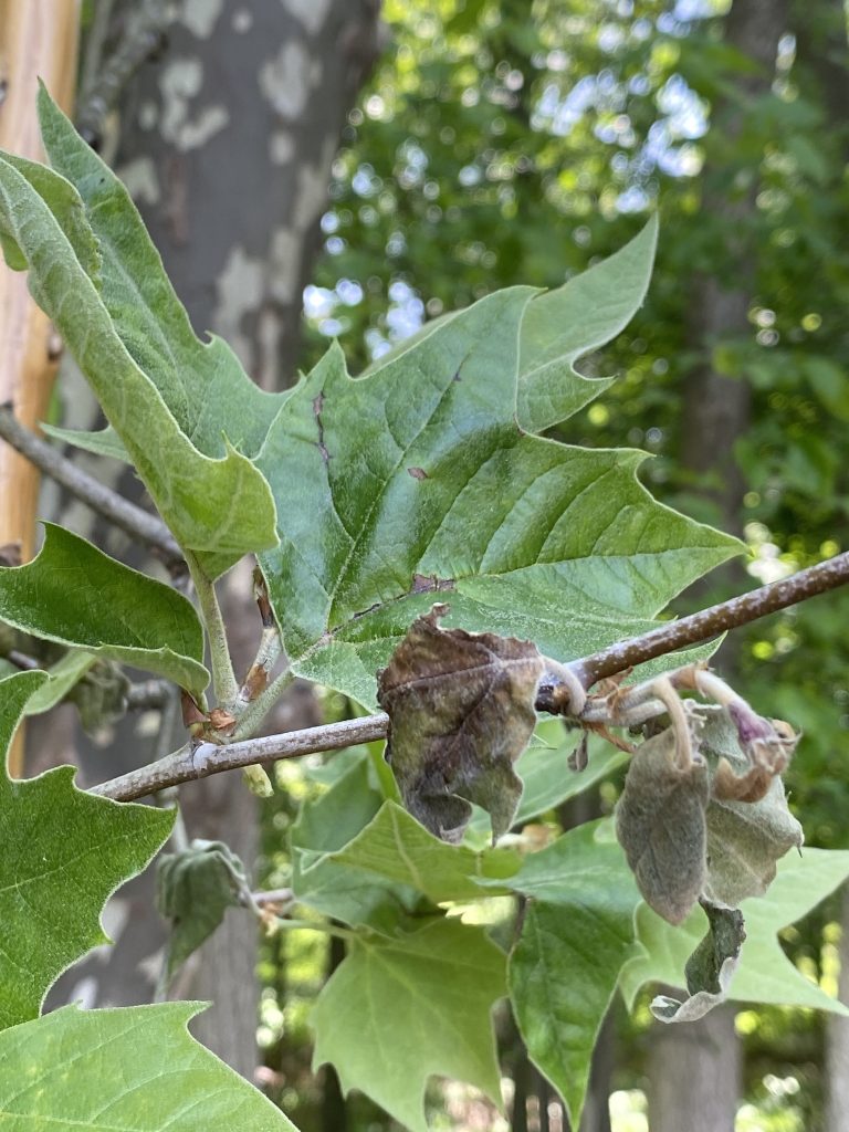 Platanen-Anthraknose am Blatt