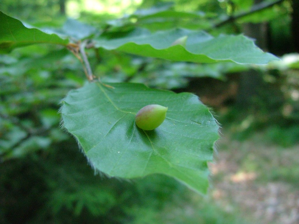 Buchengallmücke