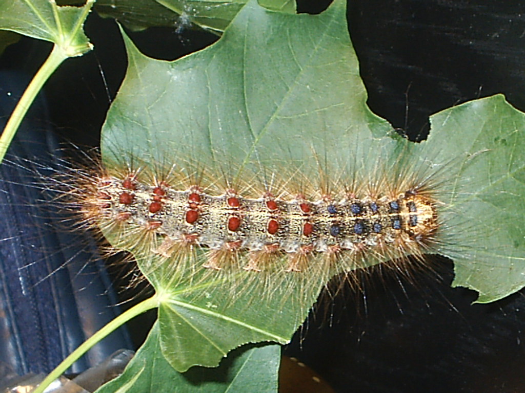 Schwammspinner