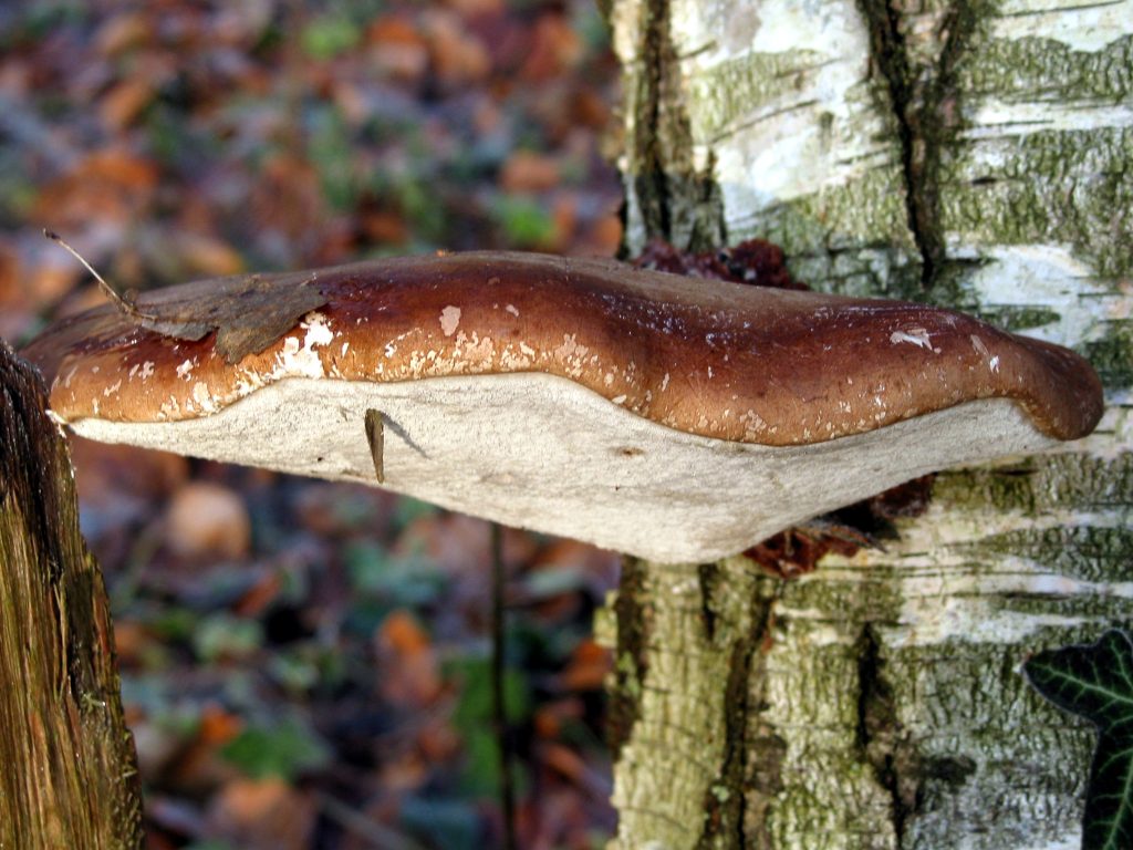 Birkenporling (Fomitopsis betulina) an einem Birkenstamm