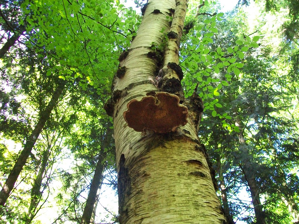 Fruchtkörper des Birkenporlings am Birkenstamm