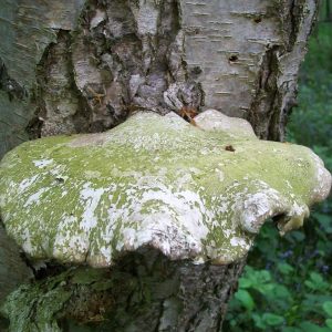 Birkenporling an einer Birke