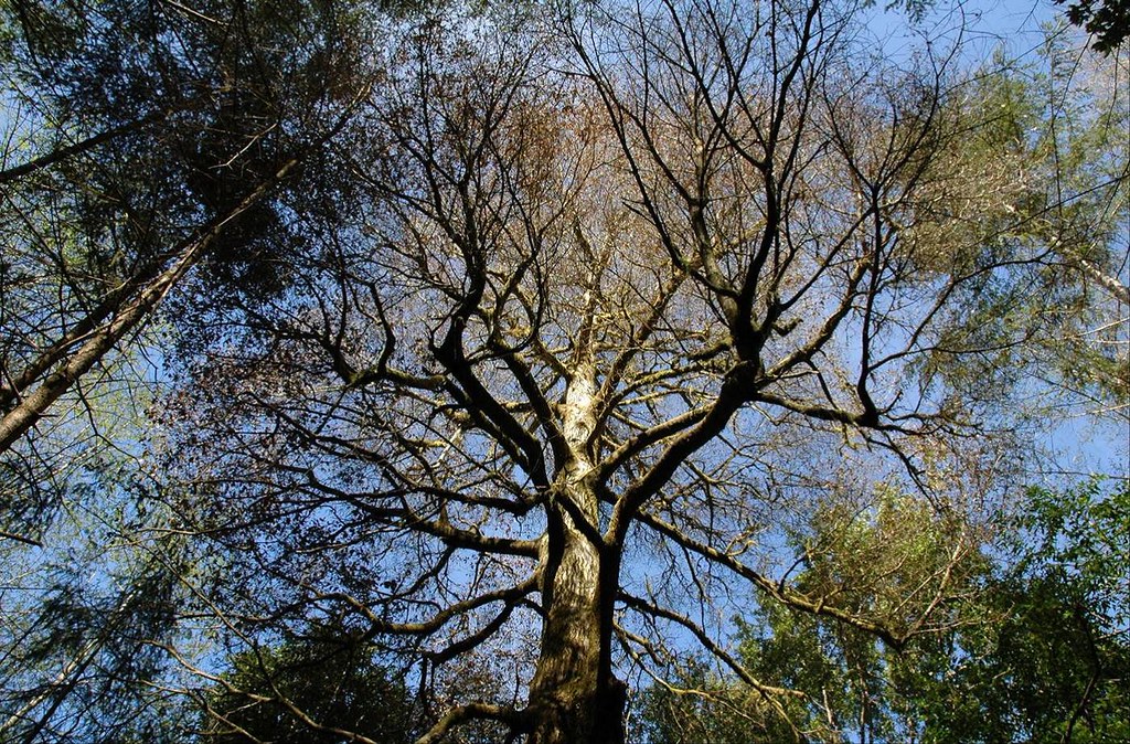 Plötzlicher Eichentod