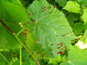 Blattgallen an Bäumen: Gallmilben, Gallmücken und Gallwespen