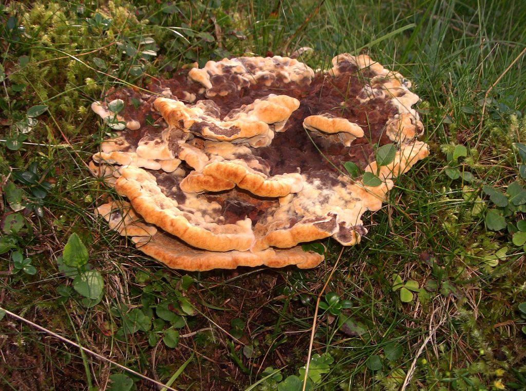 Kiefern-Braunporling