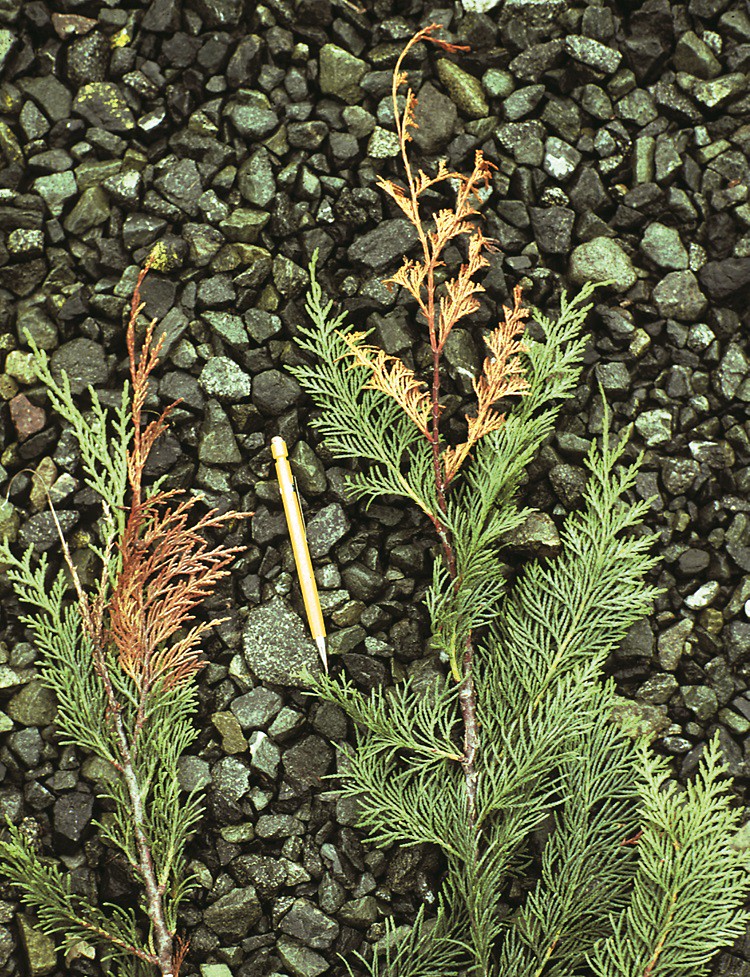 Braunwerden und Absterben der Thuja-Triebe
