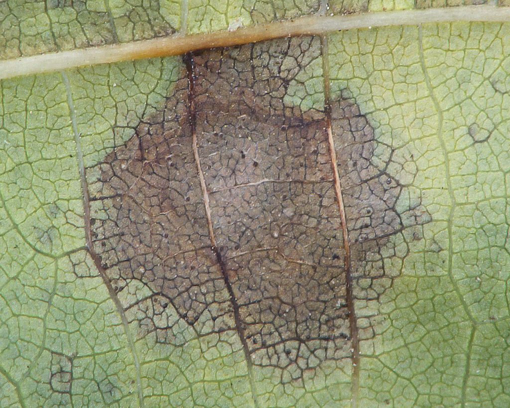 Blattbräune des Ahorns auf dem Blatt