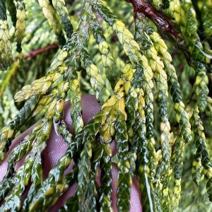 Braunwerden von Thuja und Scheinzypresse