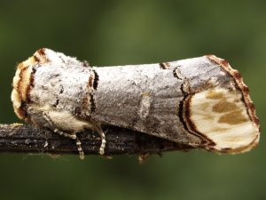 Raupen am Baum: Wickler, Eulen, Mondvogel und weitere Arten