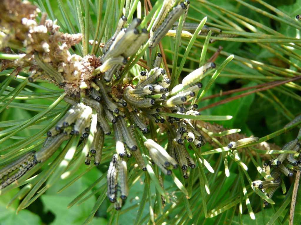 Rote Kiefernbuschhornblattwespe