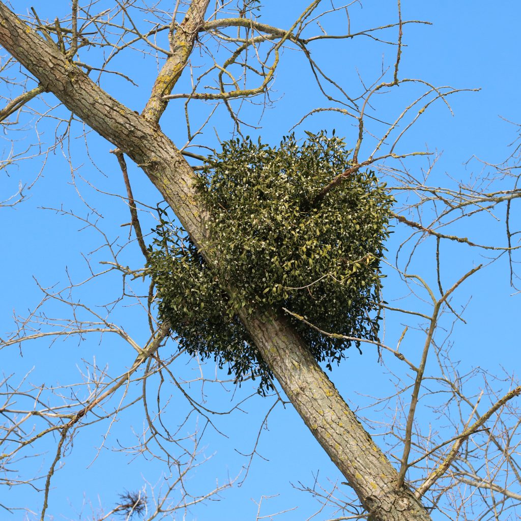 Laubholz-Mistel, Nadelholz-Mistel