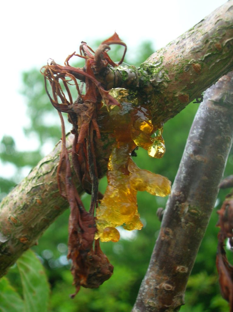Gummifluss