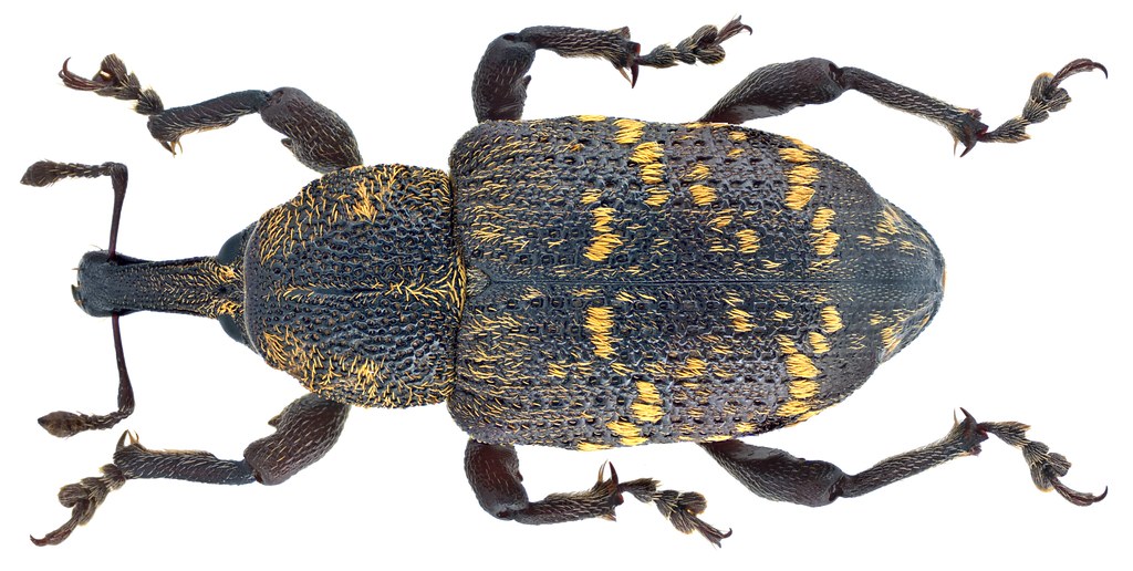 Großer Brauner Rüsselkäfer