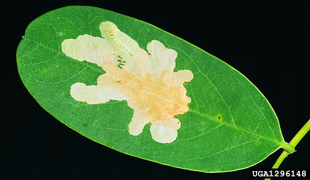 Robinienminiermotte und Parectopa robiniella